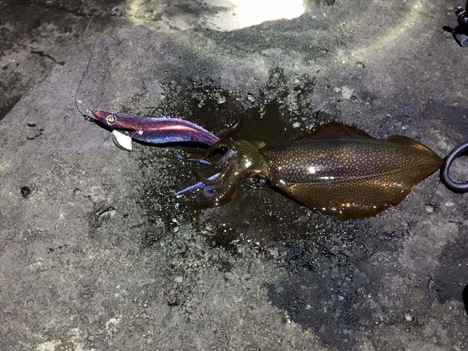Southern calamari landed at night during a Brighton Pier squid fishing session with a purple and blue squid jig