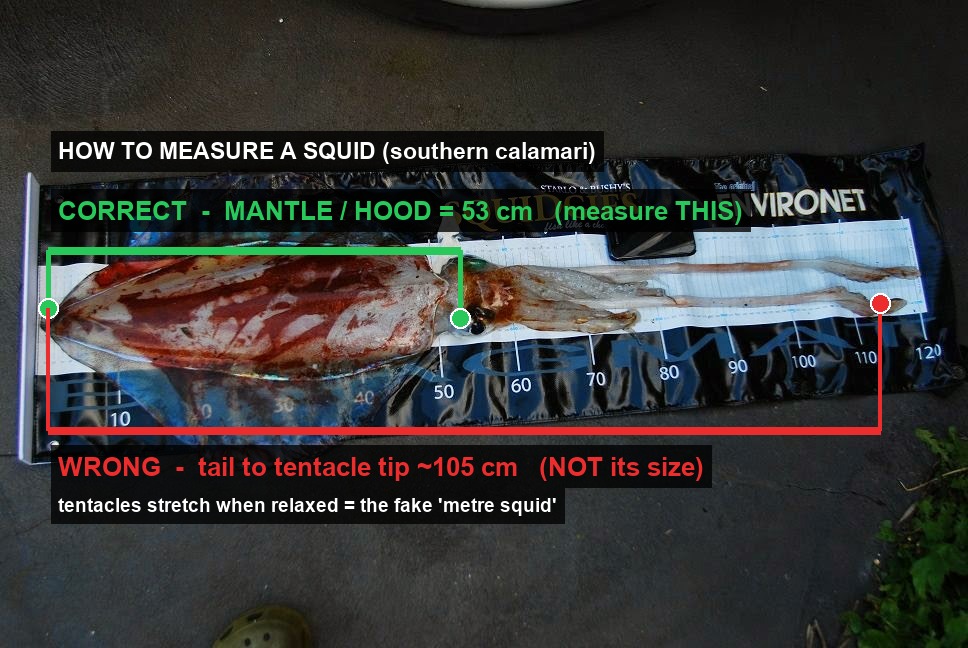 How to measure a southern calamari: green line shows mantle length and red line shows tail to tentacle tip