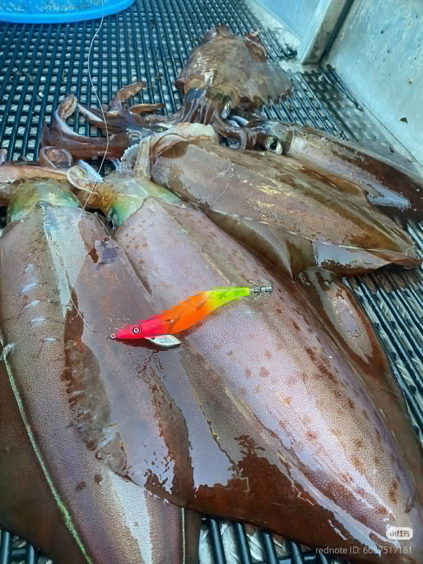 Winter squid catch with a bright egi jig on a boat deck